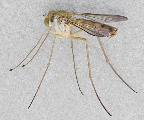 Réf. 359 786 : Sciapus wiedemanni